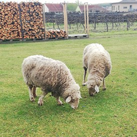 Wohnmobilstellplatz: Neben Stellplatz grasen zwei Schafe - Idyllisches Plätzchen im Weinviertel