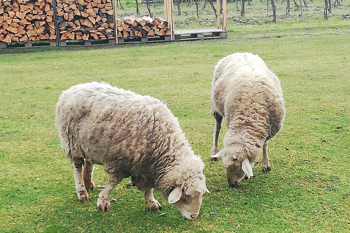 Wohnmobilstellplatz: Neben Stellplatz grasen zwei Schafe - Idyllisches Plätzchen im Weinviertel