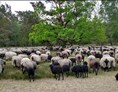 Wohnmobilstellplatz: Schafe in der Heide aus dem Schafstall Grasengrund in 3 km Entfernung - Wohnmobilstellplatz in Heber Surbostel 9 in der Lüneburger Heide  Pietzmoor  Heide Park am Jacobsweg