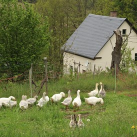 Wohnmobilstellplatz: Auf unserem Hof halten wir Tiere, die in Nähe des Stellplatzes beobachtet werden können.  - Naturhof Vogtland