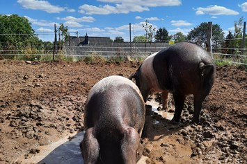 Wohnmobilstellplatz: unsere Schweine im Freilauf - Metternicher Hof