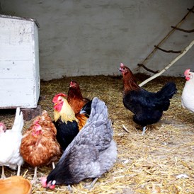 Wohnmobilstellplatz: Die fleißigen Hühner kümmern sich um die Frühstückseier. - Naturhof Camping