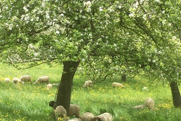 Wohnmobilstellplatz: Unsere Schafe unter den blühenden Obstbäumen ... - Weinfelden, Weinbau Thomas und Susi Germann