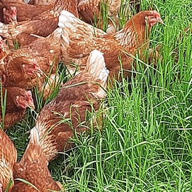 Wohnmobilstellplatz: Unsere Hühner.
Ca. 700 Legehühner mit 13 Hähne dazu.
Sie versorgen uns mit frische Bio Eier. - Biohof Fraiss  / Sepplbauer 