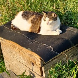 Wohnmobilstellplatz: Wir haben Katzen, Kitty liegt hier im Sonne  - Daler Camping