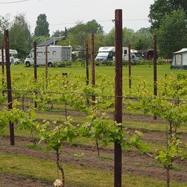 Wohnmobilstellplatz: Wijnboerderij Winery & Herbs, camping