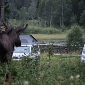 Wohnmobilstellplatz: Kommt ab und zu vorbei - Velfjord Camping & Hytter