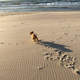 Wohnmobilstellplatz: Hunde lieben diesen Strand 😊 - Kempings Sili