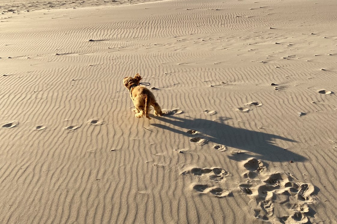 Wohnmobilstellplatz: Hunde lieben diesen Strand 😊 - Kempings Sili