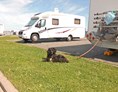 Wohnmobilstellplatz: Hunde sind auf dem Wohnmobilstellplatz in Harlesiel herzlich Willkommen! - Wohnmobilstellplatz am Campingplatz Harlesiel