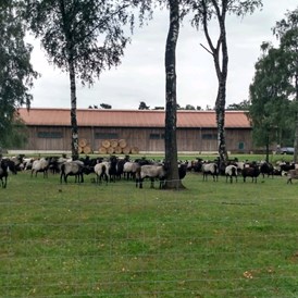 Wohnmobilstellplatz: Schafstall grasengrund in der Umgebung - Wohnmobilstellplätze in Heber Surbostel 11 zwischen Schneverdingen und Soltau am Jakobsweg Lüneburger Heide