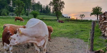Reisemobilstellplatz - Umgebungsschwerpunkt: am Land - Nordrhein-Westfalen - Unsere Kühe direkt am Stellplatz - Ferienhof Welling