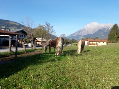 Reisemobilstellplatz - Umgebungsschwerpunkt: Stadt - Alpen - Tiroler Haflinger aus eigener Zucht - Sonnleitenhof