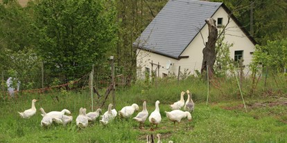 Reisemobilstellplatz - Greiz - Auf unserem Hof halten wir Tiere, die in Nähe des Stellplatzes beobachtet werden können.  - Naturhof Vogtland