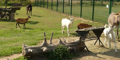 Reisemobilstellplatz - Angelmöglichkeit - Ruhrgebiet - Tiergehege / Streichelzoo, zum streicheln der Tiere sind extra große Öffnungen in den Zaun geschnitten worden. - Freizeitpark Klaukenhof