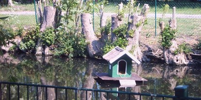 Reisemobilstellplatz - Grube - Der idyllische Hausteich lädt mit seinen Enten und Goldfischen zum Beobachten, Träumen und Entspannen ein. - Stellplatz am Ferienhof Höper