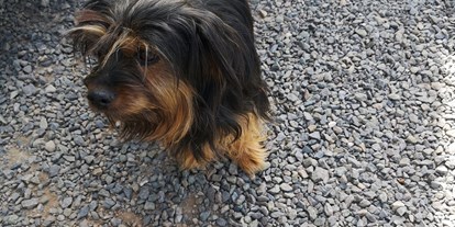 Reisemobilstellplatz - Hunde erlaubt: Hunde erlaubt - Thüringen - Unser Hund fühlt sich hier auch sehr wohl  - Wohnmobilhafen Zeulenrodaer Meer