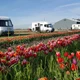 En camping-car pour voir les tulipes en fleurs en Hollande - stellplatz.info