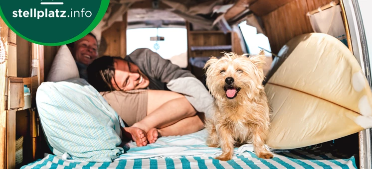 Acampar con tu perro: los gadgets más importantes - stellplatz.info