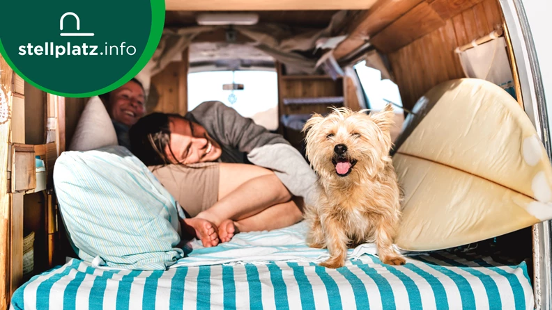 Camping avec votre chien : les gadgets les plus importants - stellplatz.info