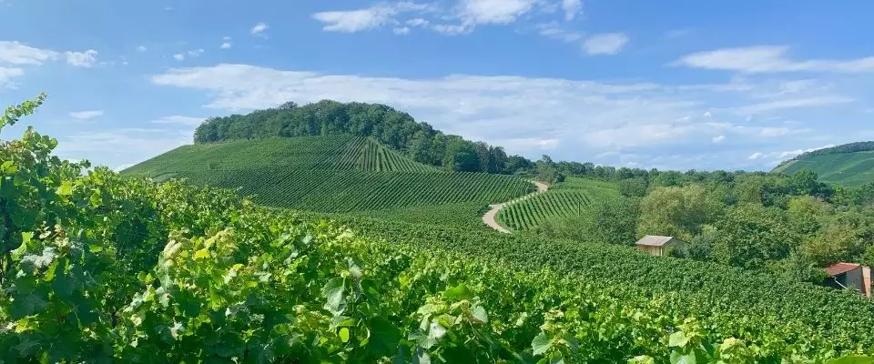 Weingut-Stellplätze in Baden-Württemberg