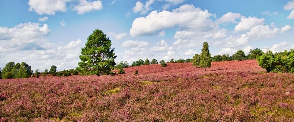 Plazas de aparcamiento para autocaravanas en Baja Sajonia: desde el brezal hasta el Mar del Norte