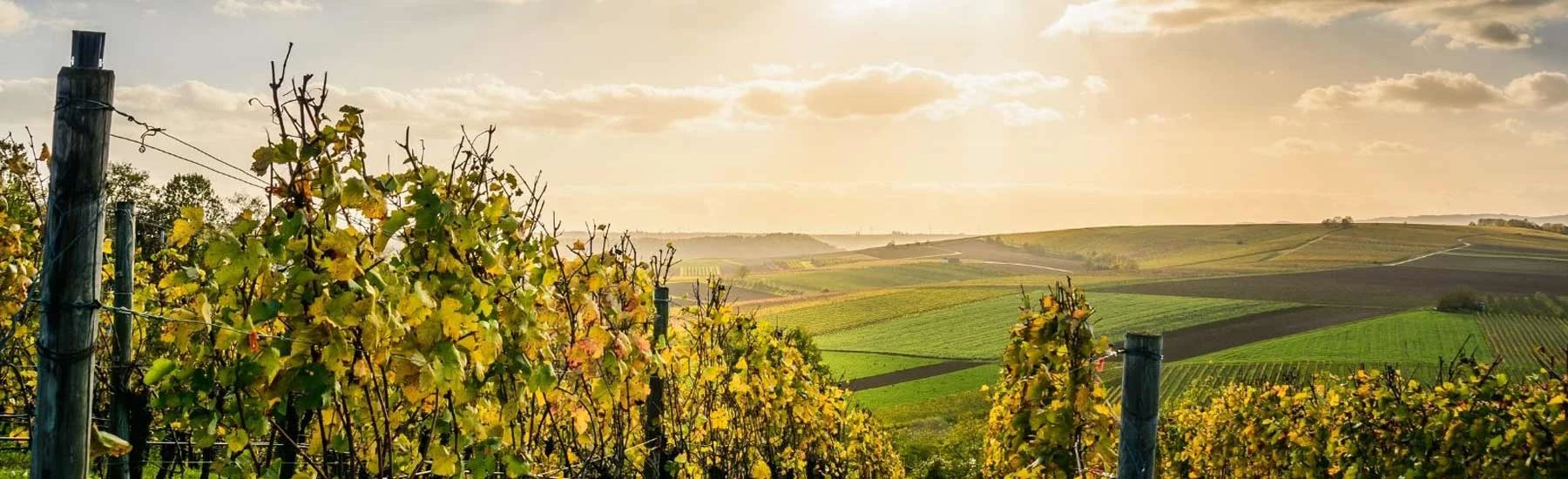 Camping dans les vignes