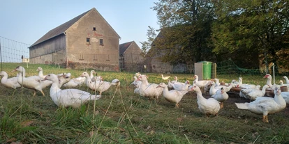 RV park - Wohnwagen erlaubt - Flöha - Enten auf der Weide vom Geflügelhof Arnsdorf - Ruhiger Stellplatz auf dem Geflügelhof Arnsdorf