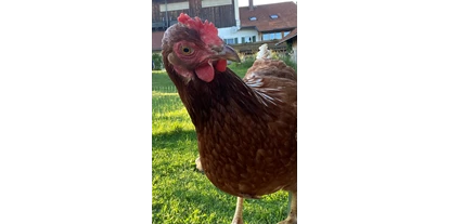 Reisemobilstellplatz - Art des Stellplatz: eigenständiger Stellplatz - Türkheim - Camping mit Huhn im Allgäu 