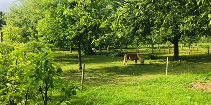 Parkeerplaats voor camper - Region Schwaben - Macht es euch gemütlich unter unseren schönen alten Apfelbäumen und genießt eine wundervolle Auszeit auf dem Hof.  - Bio Obsthof Moll