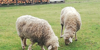Reisemobilstellplatz - Retz - Neben Stellplatz grasen zwei Schafe - Idyllisches Plätzchen im Weinviertel