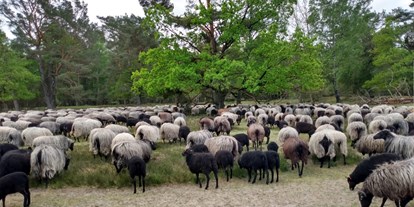 Reisemobilstellplatz - Soltau - Schafe in der Heide aus dem Schafstall Grasengrund in 3 km Entfernung - Wohnmobilstellplatz in Heber Surbostel 9 in der Lüneburger Heide  Pietzmoor  Heide Park am Jacobsweg