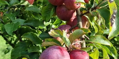 Reisemobilstellplatz - Stromanschluss - Happurg - Der große Obstgarten bietet alle erdenklichen Obstsorten - Landhof Läufer 