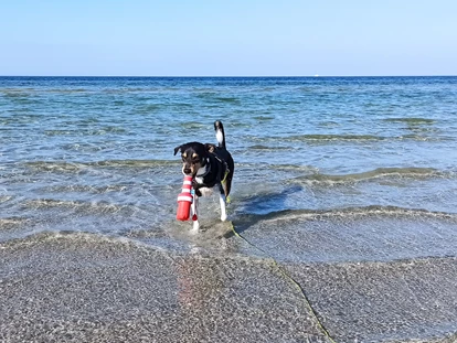 Reisemobilstellplatz - Wohnwagen erlaubt - Insel Poel - Glücklicher Hund am Hundestrand der Wohlenberger Wiek... - ostseequelle.camp