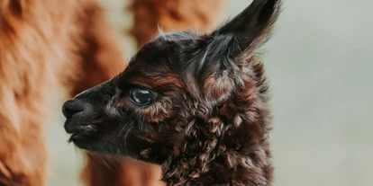 Motorhome parking space - Umgebungsschwerpunkt: am Land - Nykøbing Mors - Thypaca Alpacafarm