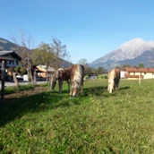 Parkeerplaats voor campers - Tiroler Haflinger aus eigener Zucht - Sonnleitenhof