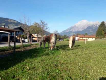 Reisemobilstellplatz - Umgebungsschwerpunkt: am Land - Sinning - Tiroler Haflinger aus eigener Zucht - Sonnleitenhof