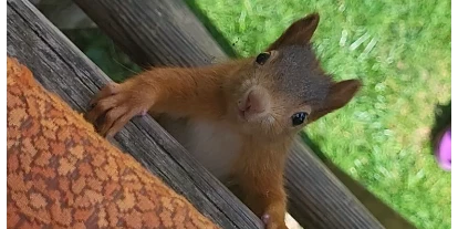 Plaza de aparcamiento para autocaravanas - Thüringer Wald - Wildes Eichhörnchen - Gästehaus Stein