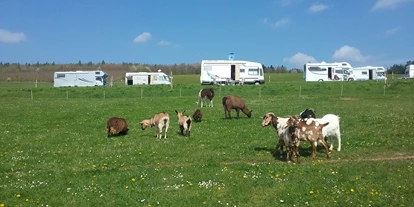 Reisemobilstellplatz - Umgebungsschwerpunkt: am Land - Bayern - Unsere Ziegen und lamas unterhalb der Stellplätze  - Forellenhof 