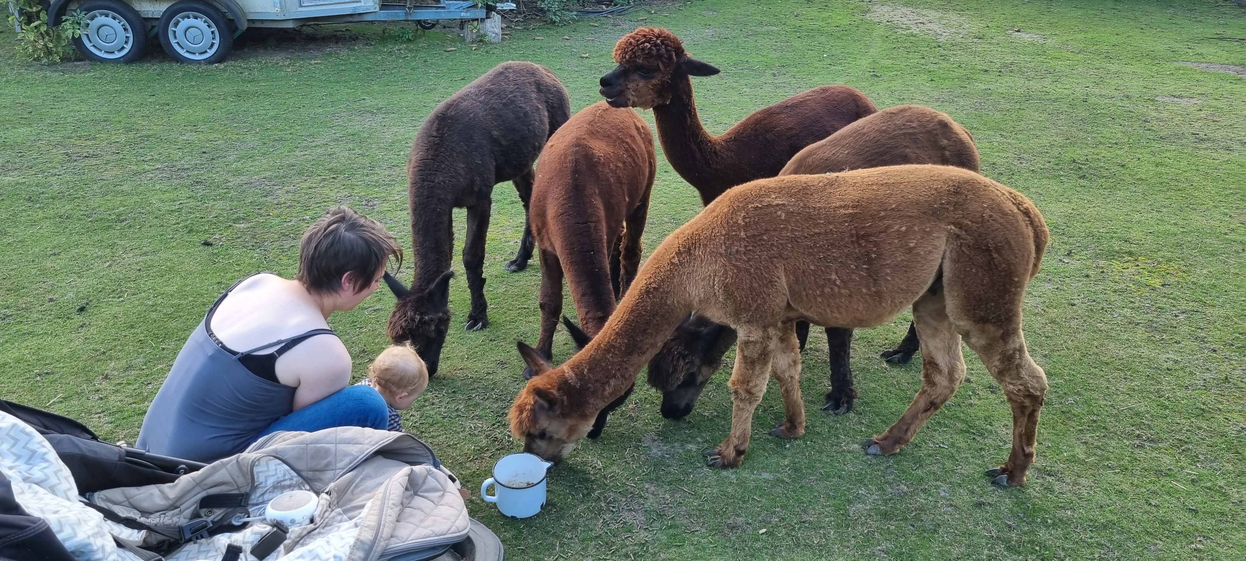 Camperplaats - Alpakafütterung - Alpakanaturcamp - Uns Lütt Hoff