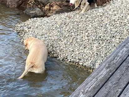 Reisemobilstellplatz - Bademöglichkeit für Hunde - Schirka - Eigener Hundebadestrand - Weinland-Camping