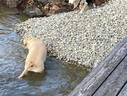 Reisemobilstellplatz - Bademöglichkeit für Hunde - Eigener Hundebadestrand - Weinland-Camping