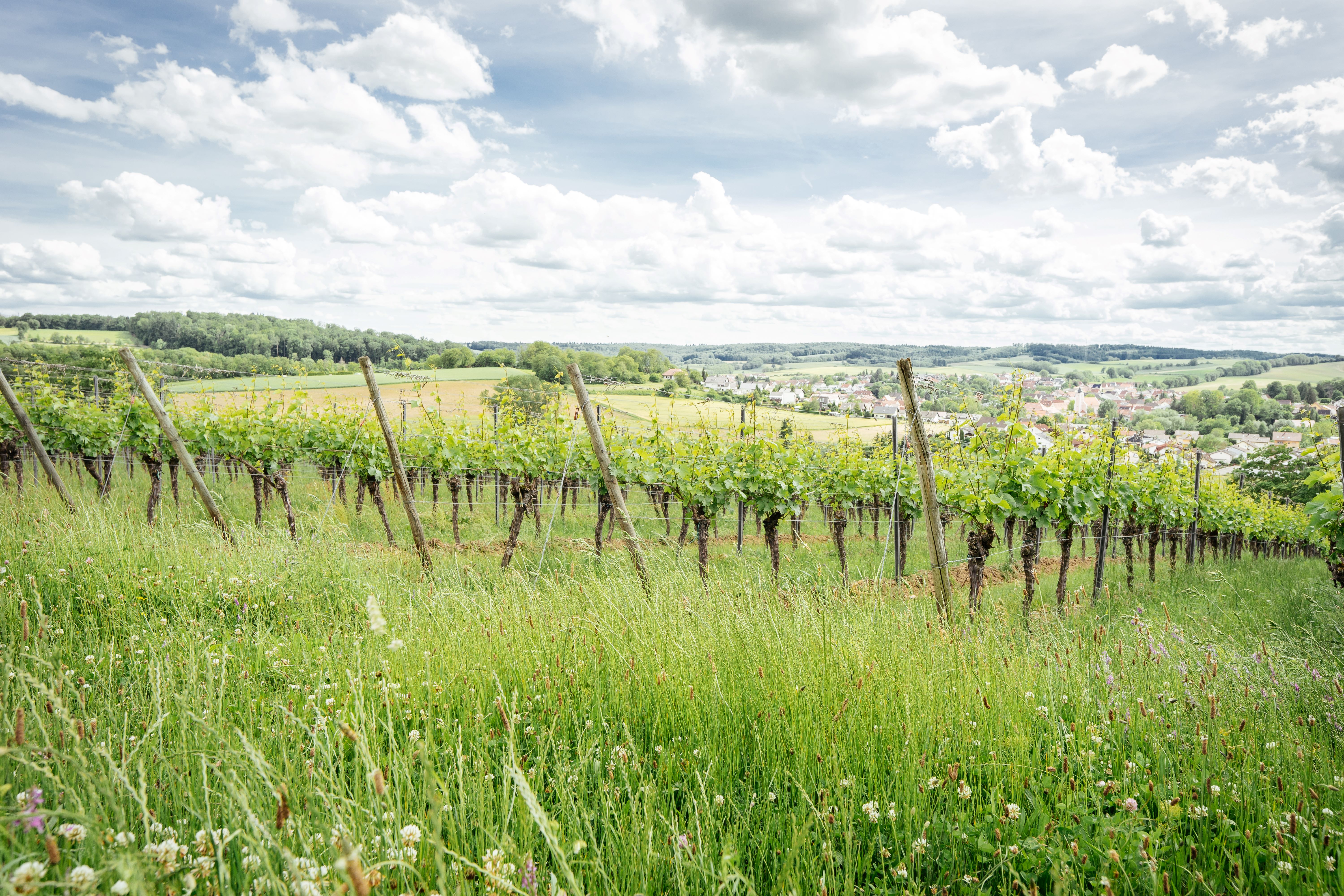 Wohnmobilstellplatz - Weinberge am Himmelberg - Weingut Nägele - Baden