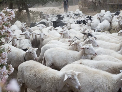 Parkeerplaats voor camper - Sardinië - sheeps - Agricamping S'Ozzastru