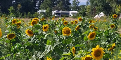 Reisemobilstellplatz - Umgebungsschwerpunkt: am Land - Azewijn - Campers op de camping op het camperveld in 2023 met uitzicht op de mooie bloemenweide. - Camping Lansbulten