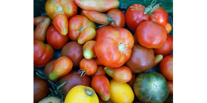 Posto auto camper - Pöhl - Mit Tomaten in vielen Farben, Größen, Formen und Sorten können sich unsere Gäste ab Juli bei uns versorgen. - Naturhof Vogtland