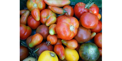 Reisemobilstellplatz - Umgebungsschwerpunkt: am Land - Schönheide - Mit Tomaten in vielen Farben, Größen, Formen und Sorten können sich unsere Gäste ab Juli bei uns versorgen. - Naturhof Vogtland