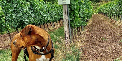 Reisemobilstellplatz - Hunde erlaubt: Hunde erlaubt - Wöllstein - Der Gastgeber 🤩 - Weingut Sommer BIO