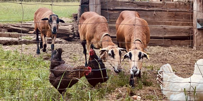 Reisemobilstellplatz - Duschen - Flöha - …wo Huhn und Schaf friedlich beieinander sind - Mini-Ranch 