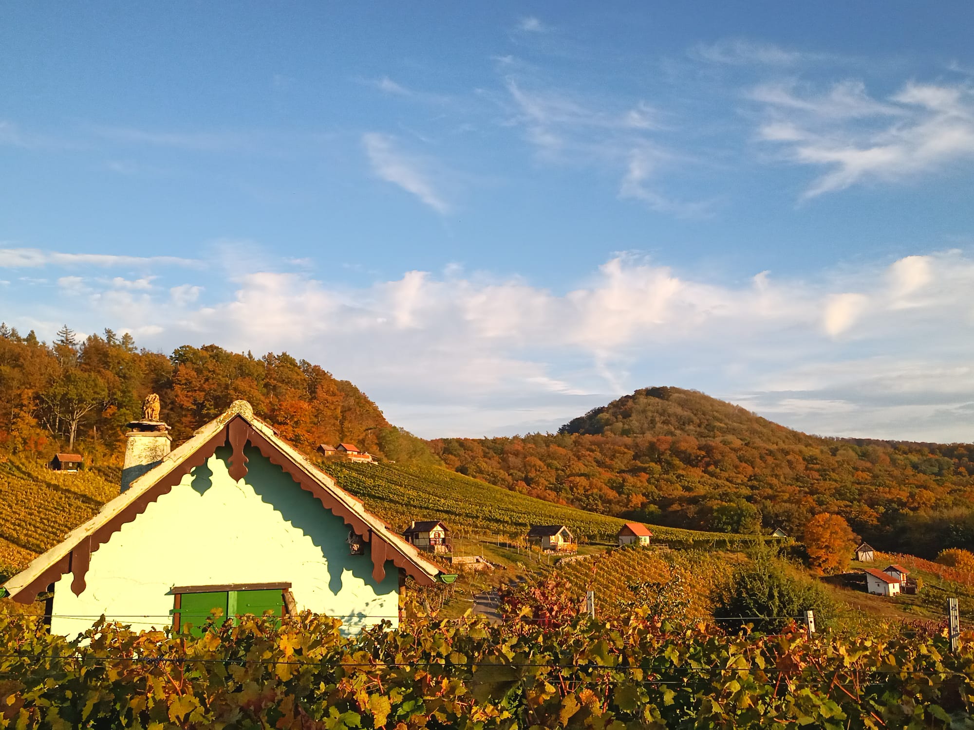 Area camper - Naturerlebnis zwischen Wald, Wein und Wiesen